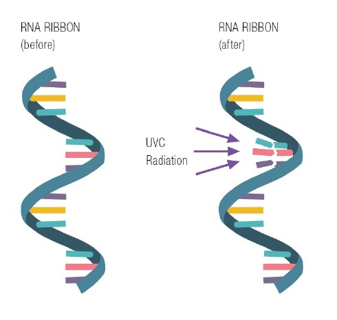 RNA_Ribbon.png