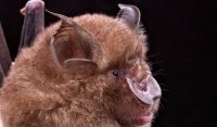 The genome of the intermediate horseshoe bat (Rhinolophus affinis), a carrier of coronaviruses closely related to SARS-CoV-2, was among those sequenced by the international research team.