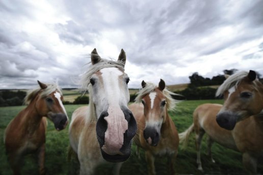 horses-5372098_1280-1024x684.jpg