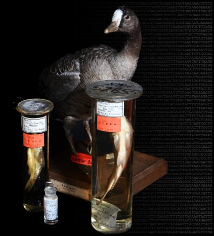 Abb. 2_PM Typusgenomik.jpg