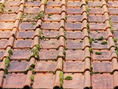 Gerade raue Putzfassaden oder bloßes Mauerwerk, aber auch Ziegeldächer sowie Betonwände sind anfällig für Moos- und Schimmelbewuchs: Samen und Sporen setzen sich in den Poren des Materials ab. Bereits nach wenigen Wochen treiben sie aus und machen sich durch leichte Verfärbungen bemerkbar. Eine gründliche Reinigung gestaltet sich hier in der Regel mühsam