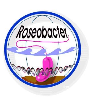 517_me-roseobacter.jpg