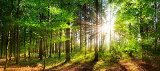 Wald-AdobeStock_255174366.jpg