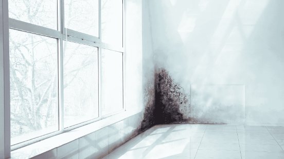 Schimmel Mietrecht.png