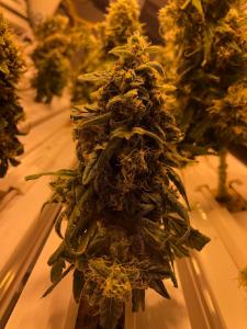 Cannabispflanze im Orbitalgarten kurz vor der Ernte: Fast vollständige Knospe