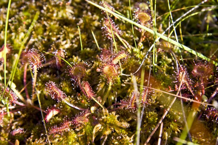 Sonnentau_Erlebnisweg Totes Moor_Christian Stahl.jpg