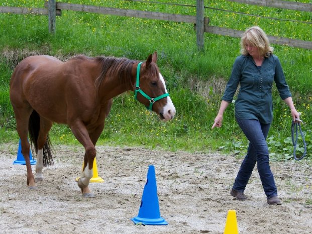 Cheval Training_Führen von Vorne.jpg