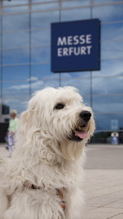 ME Rassehunde 2010