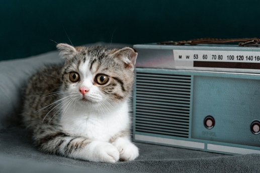 Radio animal-6720586_1920.jpg