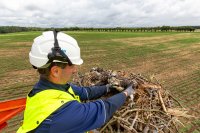 WEMAG-Mitarbeiter Gunnar Hofmann setzt die beringten und mit einem Sender ausgestatteten jungen Fischadler wieder in ihr Nest zurück. Foto: WEMAG/Stephan Rudolph-Kramer