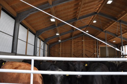 www.as-led.de-LED Strahler bieten gutes Licht für Tier und Landwirt in Stallungen.JPG