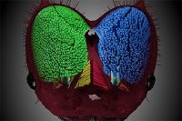 Kopfanatomie einer Blattschneiderameise. Copyright: Frederik Püffel 