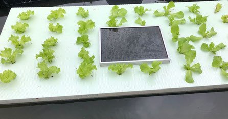 aquaponic-mit-solar-und-photovoltaik.jpg