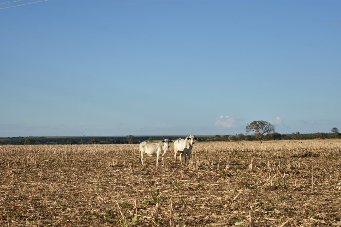 Abb1_PM Grasland.JPG