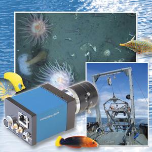 GigE-Vision in der Meeresforschung, Ozeanographie, Limnologie - Die Prosilica GE1380c, 1,4 Megapixel Machine-Vision-Kamera hilft bei der Forschung im Benthos
