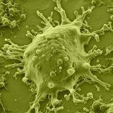 Darstellung von Mycoplasmen auf einer Zelle