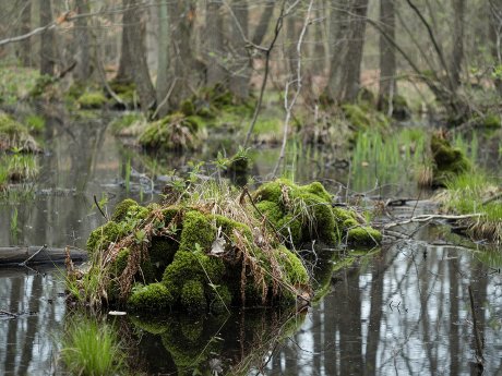 Altwarmbüchener Moor_1_Foto Marcel Hollenbach.jpg