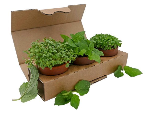 nachhaltigkeit-pflanzen-verpackung-wellpappe.jpg