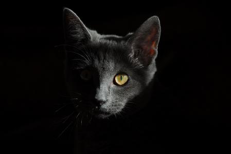 This is a mystery about every cat...