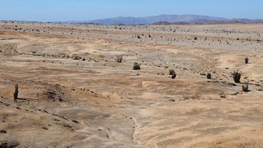 Küstennahe Landschaft der Atacama Wüste im Nationalpark Pan de Azucar. Die dunklen Flecken auf dem Boden entstehen durch den Bewuchs von Flechten, Cyanobakterien und Mikropilzen der quartzhaltigen Grit Steinchen, welche zusammen die Grit Crust bilden / Foto: Patrick Jung