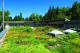 An Irrigated Extensive Green Roof is efficient
