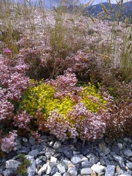 Bauder_BuGG Gründach des Jahres 2025_Therme Amade_Abb4.jpg
