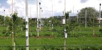 Paarweise direkt am Baum und etwas abseits davon angeordnete Funksensormodule, mit denen Lufttemperatur, Luft- und Blattfeuchte zum Monitoring des Mikroklimas in einer Obstanlage am Lehr- und Versuchszentrum Gartenbau Erfurt gemessen werden. Foto: IMMS.