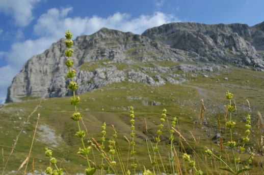 Sideritis_(c)_Theodoridis.JPG