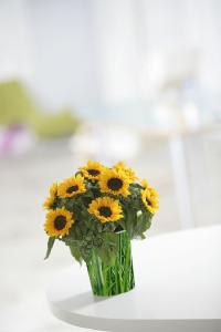 ecoVaas - die Papierblumenvase für Kliniken und Pflegeeinrichtungen