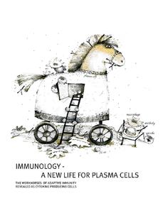 New type of immune cells involved in the protection against autoimmune diseases