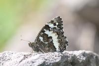 Der Weiße Waldportier Brintesia circe - ein Tagfalter, der sich an den Klimawandel anpasst hat
