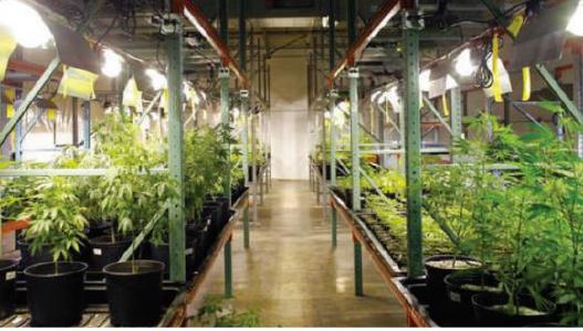 Medizinisches Cannabis; Foto: Chemesis