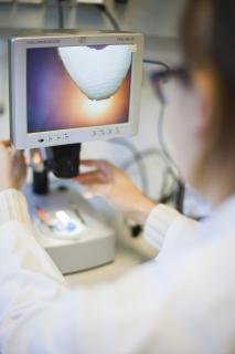 stimOS Mimicking Bone Technology (MBT): Oberflächenmikroskopie © stimOS 2020