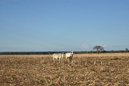 Abb1_PM Grasland.JPG