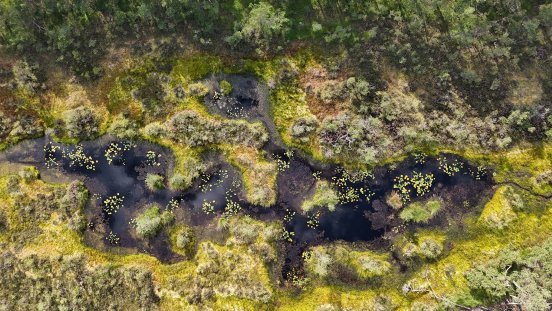 Regenerierter Torfstich im Otternhagener Moor_Foto Marcel Hollenbach.JPG