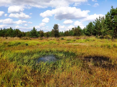 Totes Moor_Foto Jörg Schneider.jpg