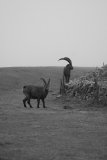 Capra ibex was almost wiped out in the 19th century. Today, over 40,000 animals live in the Alps, but all descend from fewer than 100 individuals, which severely limits genetic diversity