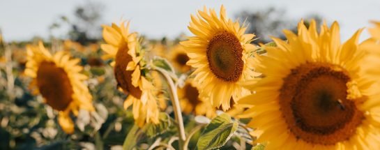 sunflower-1920-e1779456549308-545x215.jpg