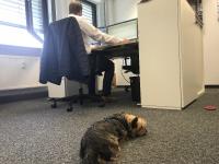 Haustiere am Arbeitsplatz