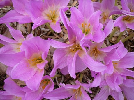 Colchicum2.JPG