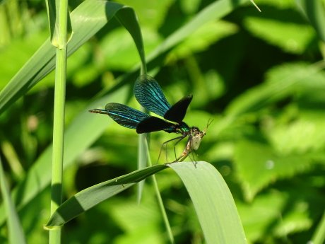 Abb2_PM Flu╠êsse.JPG