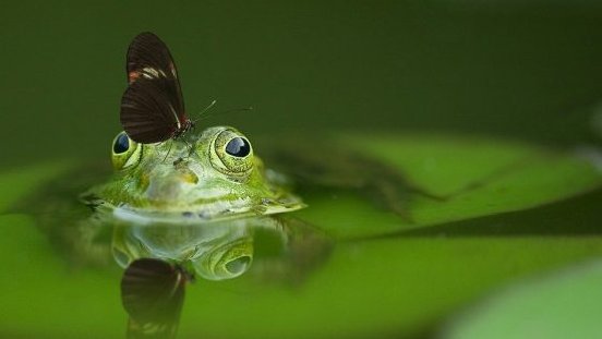 Frosch-Schmetterling-Führungsteam.jpg