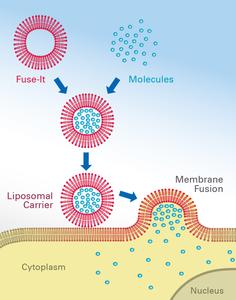Membrane fusion using ibidi’s Fuse-It reagents