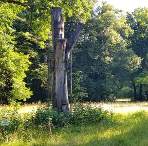 Der kohlenstoffbasierte Werkstoff Carbon leistet wertvolle Beiträge zu Natur- und Artenschutz, hier etwa als Stütze einer alten Buche im Augsburger Siebentischwald