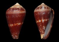 Conus lugubris, a marine snail once found only on the north shore of São Vicente, Cape Verde, has been assessed as Extinct.