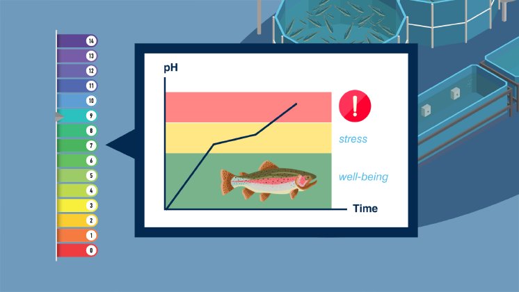 Konstanter pH Wert für gesundes Wachstum der Fische.jpg