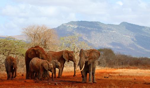 Waldschutz im Kasigau Wildlife Corridor, Kenia