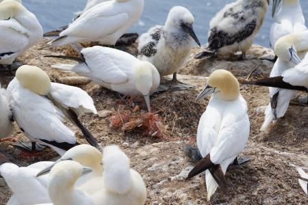 Basstölpel mit Kunststoffabfall