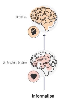 layer2-infografik-storytelling-limbisches-system.png