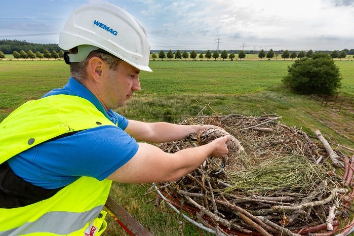 PM_WE25_15_WEMAG unterstützt Beringung junger Fischadler_Bild 1_Foto WEMAG Stephan Rudolph-Krame.jpg